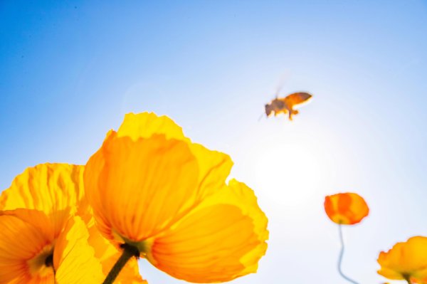老虎配资 百亩花海与稻草童话交织 紫谷伊甸园“花田稻趣”解锁文旅新体验